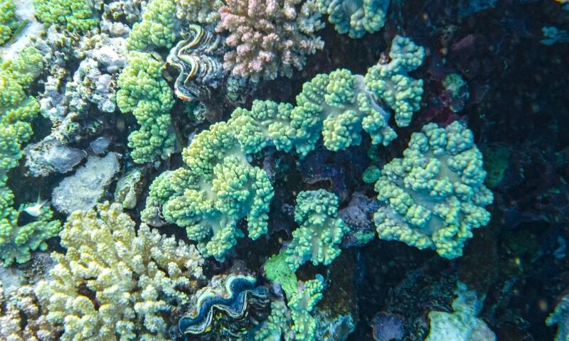 Antalya çıkışlı SHARM EL SHEIKH TURU